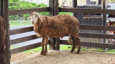 Güzel inekler kırsal kesimde birlikte yaşarlar..