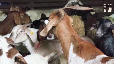 Genç dağ keçileri ve koçlar köy çiftliğinde yaşarlar..