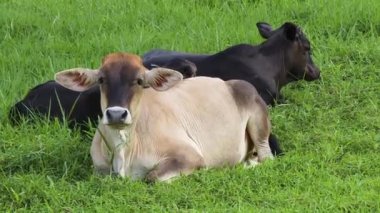 Güzel inekler kırsal kesimde birlikte yaşarlar..