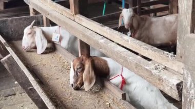 Genç dağ keçileri ve koçlar köy çiftliğinde yaşarlar..