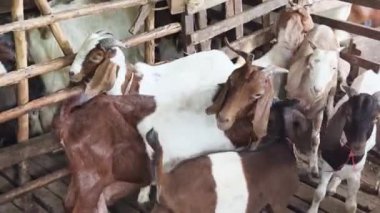 Genç dağ keçileri ve koçlar köy çiftliğinde yaşarlar..