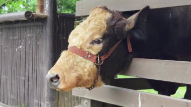 Güzel inekler kırsal kesimde birlikte yaşarlar..