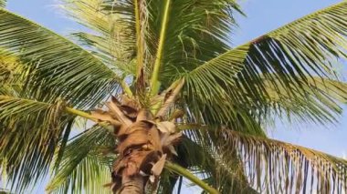 Mavi gökyüzüne karşı kocaman güzel palmiye ağaçları..