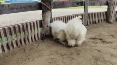 Horoz ve tavuk köy çiftliğinde yaşıyor..