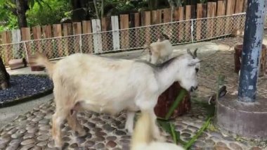 Neşeli bir keçi, geniş bir avluda eğleniyor ve yemek yiyor..