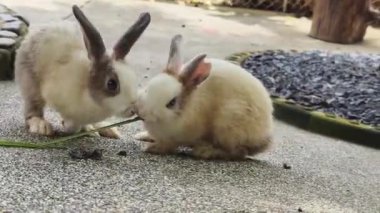Çiftlikte birlikte beslenen sevimli tavşanlar..