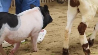 Küçük domuzlar çiftlikte yaşar ve doğal ortamlarında mutludurlar..