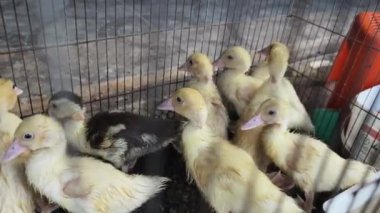 Ördekler genellikle kuşlar için kullanılan bir kafese kapatılırlar..