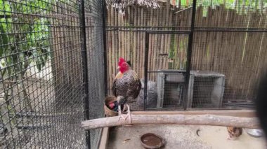 Horoz ve tavuk köy çiftliğinde yaşıyor..