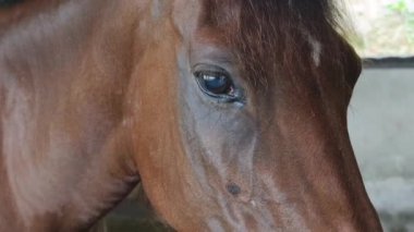 Güzel atlar kırsal bir çiftlikteki ahırda birlikte yaşarlar.. 