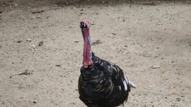 Genç büyük hindiler kırsal bir çiftlikte yaşıyorlar.. 