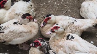 Çiftlikteki beyaz ördeklerin doğal bir davranışı vardır..