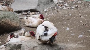 Çiftlikteki beyaz ördeklerin doğal bir davranışı vardır..