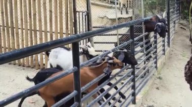 Genç dağ keçileri ve koçlar köy çiftliğinde yaşarlar..