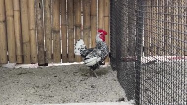 Horoz ve tavuk köy çiftliğinde yaşıyor..