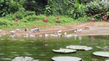 Çiftlikteki beyaz ördeklerin doğal bir davranışı vardır..
