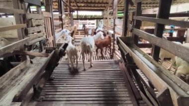 Genç dağ keçileri ve koçlar köy çiftliğinde yaşarlar..