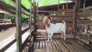 Genç dağ keçileri ve koçlar köy çiftliğinde yaşarlar..