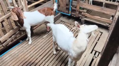 Genç dağ keçileri ve koçlar köy çiftliğinde yaşarlar..