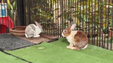 Çiftlikte birlikte beslenen sevimli tavşanlar..