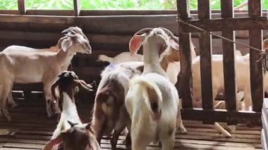 Genç dağ keçileri ve koçlar köy çiftliğinde yaşarlar..