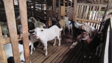 Genç dağ keçileri ve koçlar köy çiftliğinde yaşarlar..