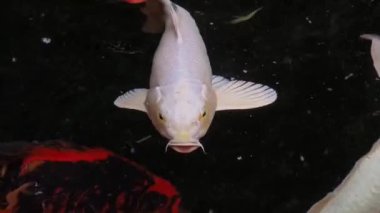 Serin gölette yemyeşil renkli koi balığı.