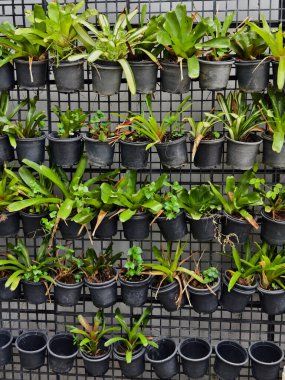 Duvarda asılı saksı bitkileri çeşitli yeşillikler ve çiçeklerle.