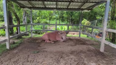 Büyük bufalo kırsal kesimde yerde yatıyor..