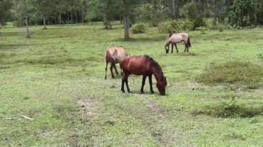Büyük yeşil bir çayırda otlayan güzel atlar..