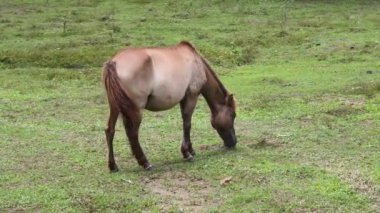 Büyük yeşil bir çayırda otlayan güzel atlar..