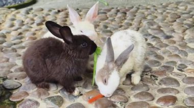 Çiftlikte birlikte beslenen sevimli tavşanlar..