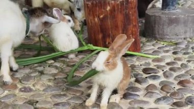 Neşeli bir keçi, geniş bir avluda eğleniyor ve yemek yiyor..