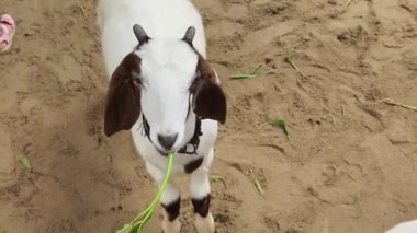 Kırsal bir çiftlikte otlayan kara koyun ve keçiler..