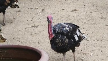 Genç büyük hindiler kırsal bir çiftlikte yaşıyorlar.. 