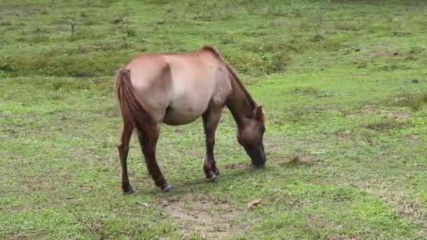 Beaux chevaux broutant dans un grand pâturage vert.