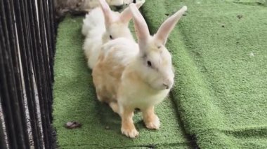 Çiftlikte birlikte beslenen sevimli tavşanlar..