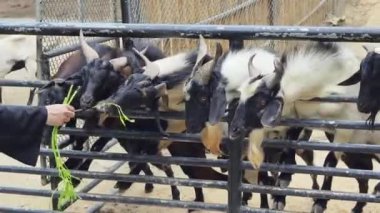 Genç dağ keçileri ve koçlar köy çiftliğinde yaşarlar..