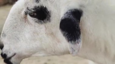 Kırsal bir çiftlikte otlayan kara koyun ve keçiler..