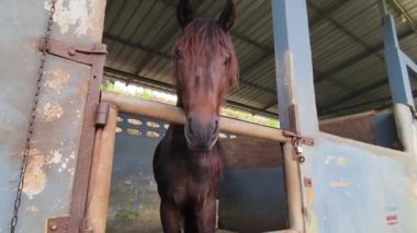 Güzel atlar kırsal bir çiftlikteki ahırda birlikte yaşarlar.. 