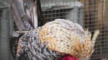 Horoz ve tavuk köy çiftliğinde yaşıyor..