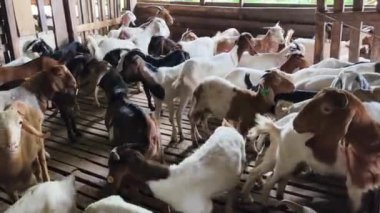 Genç dağ keçileri ve koçlar köy çiftliğinde yaşarlar..