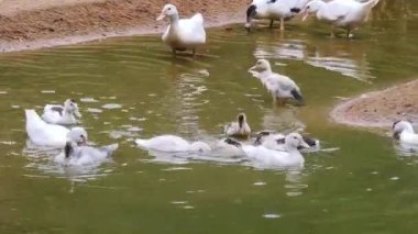 Çiftlikteki beyaz ördeklerin doğal bir davranışı vardır..