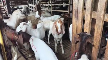 Genç dağ keçileri ve koçlar köy çiftliğinde yaşarlar..