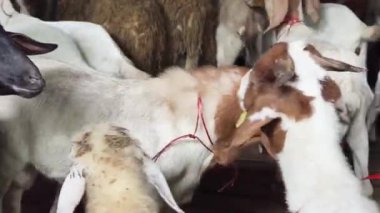 Genç dağ keçileri ve koçlar köy çiftliğinde yaşarlar..
