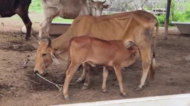 Güzel inekler kırsal kesimde birlikte yaşarlar..