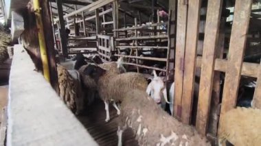 Genç dağ keçileri ve koçlar köy çiftliğinde yaşarlar..