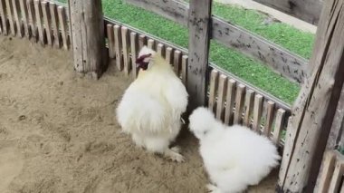 Horoz ve tavuk köy çiftliğinde yaşıyor..