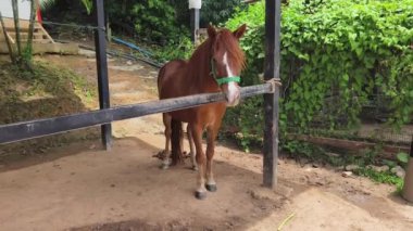 Büyük yeşil bir çayırda otlayan güzel atlar..