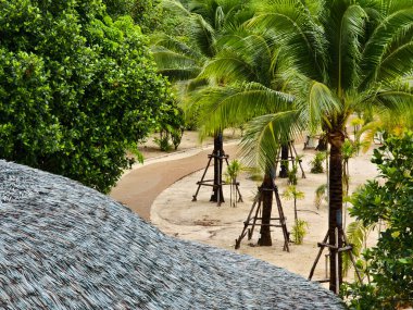 Büyük bir palmiye çatısının renkli arkaplanı.